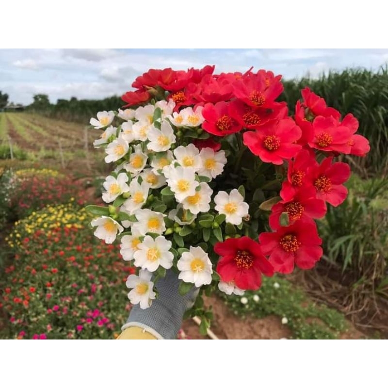 คุณนายตื่นสาย สีขาว-แดง ตามรูป สีตัดกัน ปลูก2สี ก็สวยได้ ราคา ถูกที่สุด ดีลบีเคเค แกลเลอรีภาพที่ 3