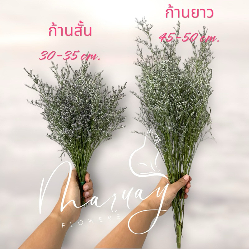 ดอกไม้แห้ง​ แคสเปีย  #แคสเปีย​อบแห้งกำเปล่าสำหรับนำไปจัดแต่งเอง (ดอกไม้ราคาขึ้นค่ะร้านปรับราคาขายนิดนึ่งนะคะ)