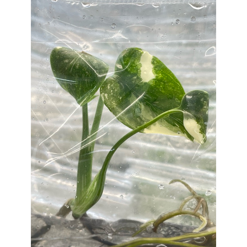 10 ต้น (สุ่ม) มอนไทคอนด่าง  Monstera Thai Constellation เนื้อเยื่อ - รูปที่ 3