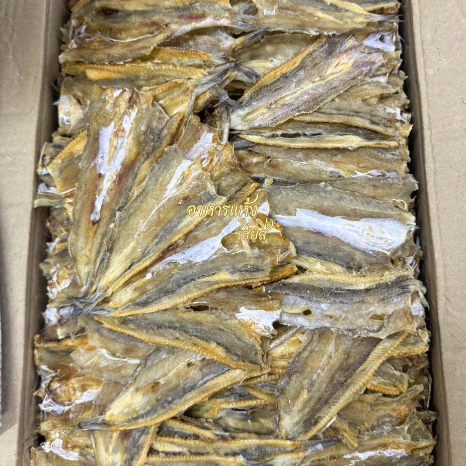 ถูกมาก‼ ปลาช่อนทะเล🐟ปลาจิ๊กโก๋ ไม่เค็มมาก ทำสดใหม่ แห้งมาก ปลาแห้ง