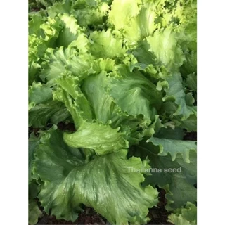เมล็ดพันธุ์ผักสลัด สลัดแก้ว พันธุ์อลิซ ( ขนาด 0.5 กรัม ) ( เมล็ดเปลือย ) รหัสสินค้า 3025