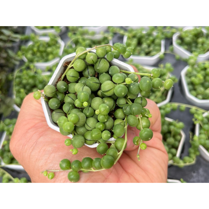 String of Pearls Senecio rowleyanus สร้อยไข่มุกกลม ขนาด 2 นิัว