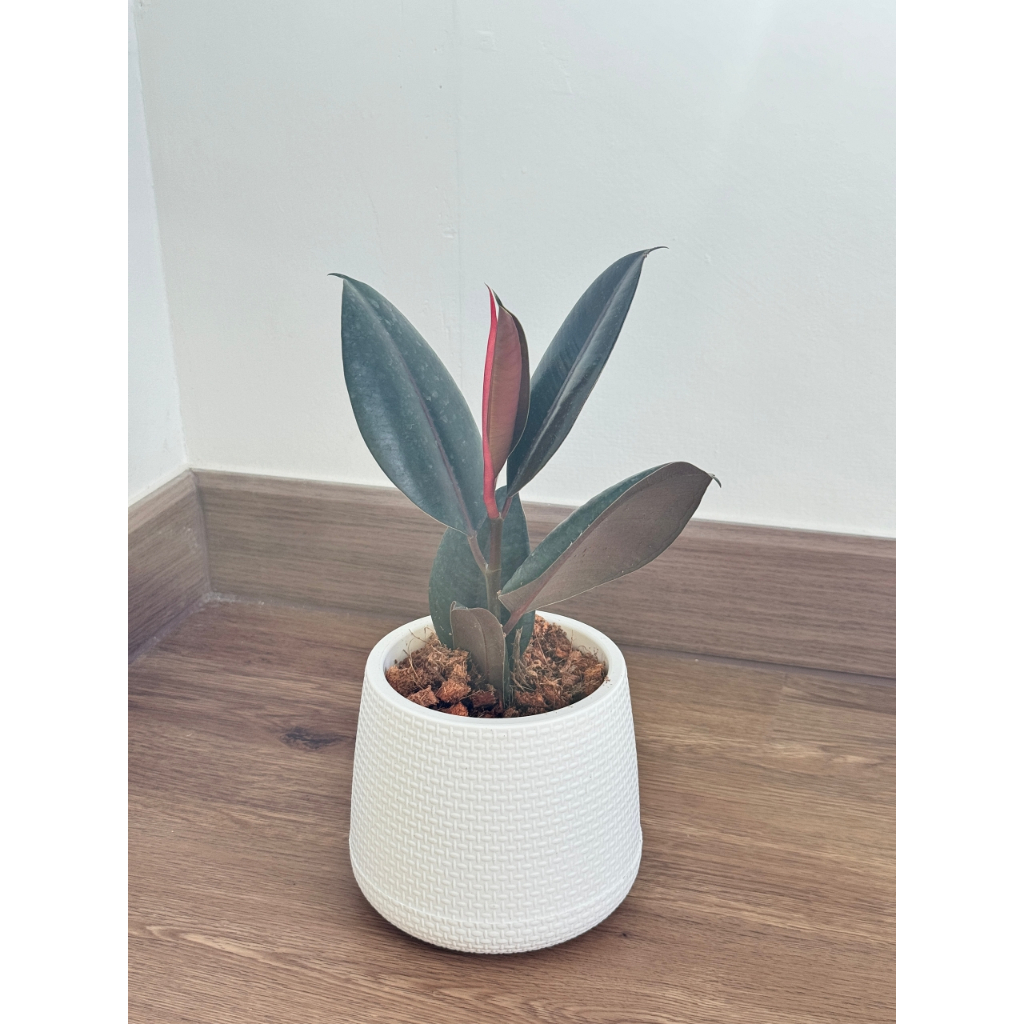 มุมมอง 4