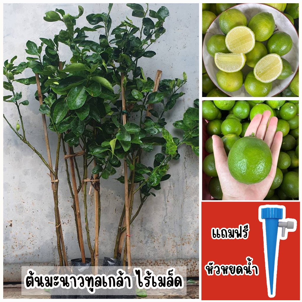 มะนาวทูลเกล้า ไร้เมล็ด ขนาด 80-90 ซม. แถมฟรี  หัวหยดน้ำอัตโนมัติ