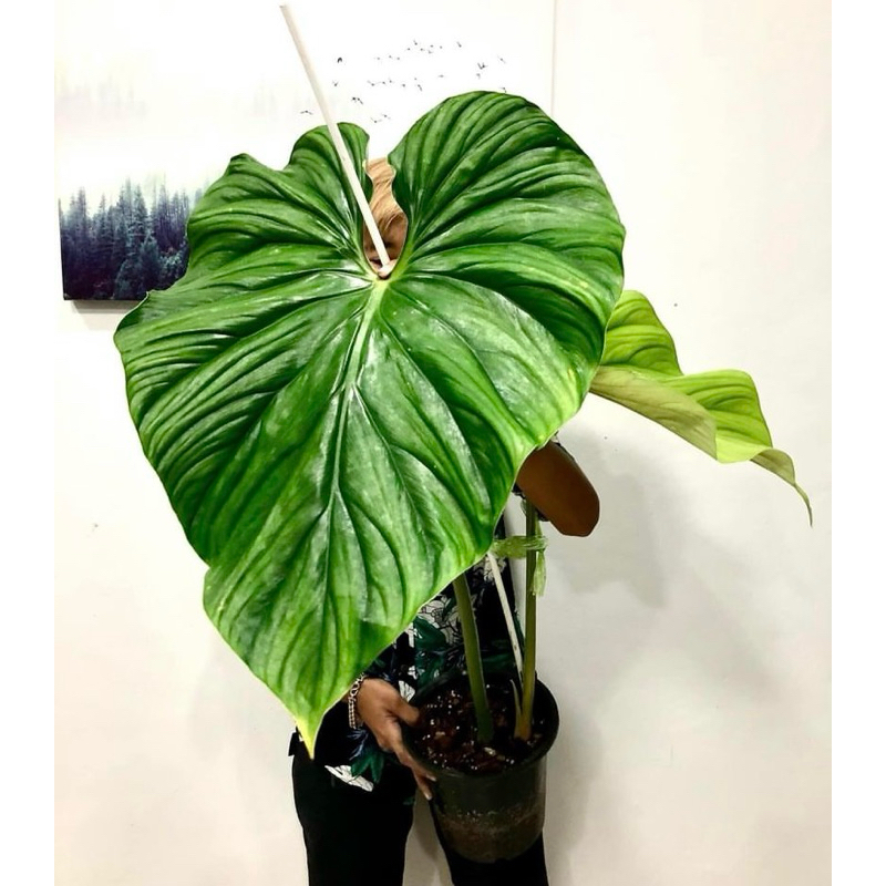 Philodendron plowmanii black faceไม้ใบสวยราคาถูก
