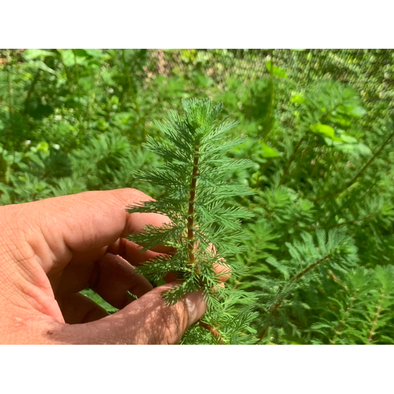 ต้นไม้น้ำ ขนนกแดง Myriophyllum Matogrossense Red ราคา ถูกที่สุด ดีลบีเคเค แกลเลอรีภาพที่ 4