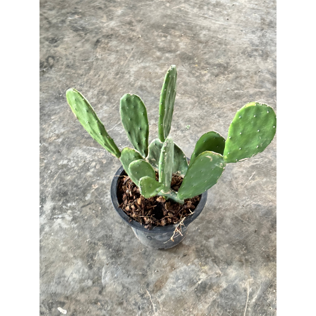 มุมมอง 5