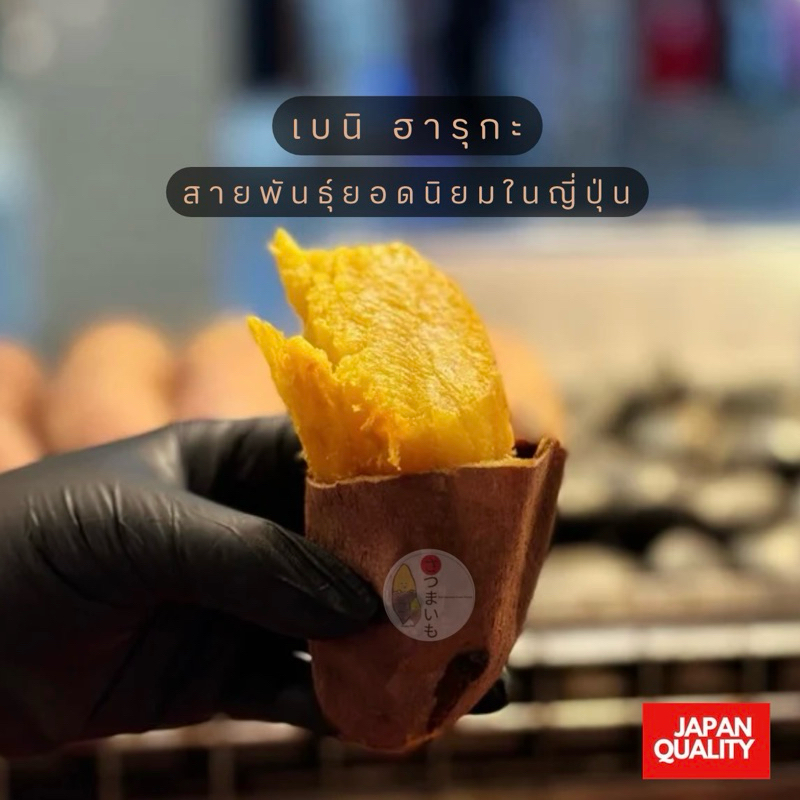 มันหวานเบนิฮารุกะ 5KG / ยกลัง