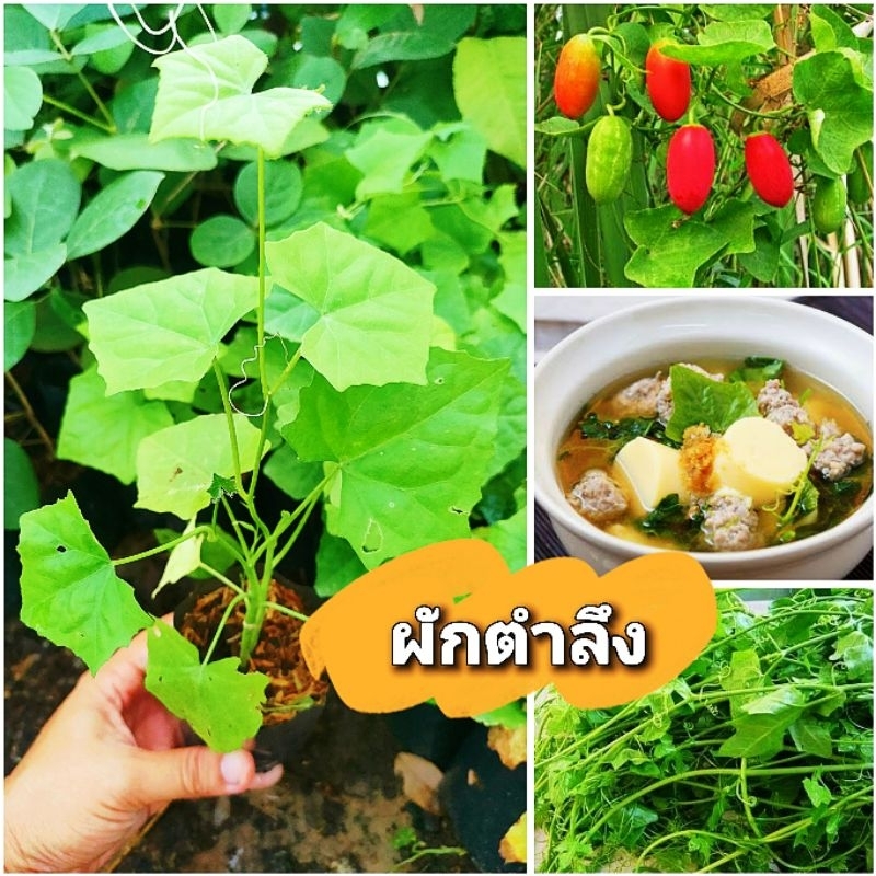 ต้นผักตำลึง ผักสวนครัวมากคุณประโยชน์ ต้นพันธุ์เเข็งเเรงพร้อมปลูก สินค้าเสียหายยินดีเคลมฟรี
