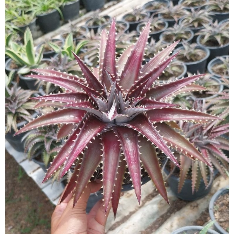 สับปะรดหนาม Dyckia ไม้กลางแจ้ง