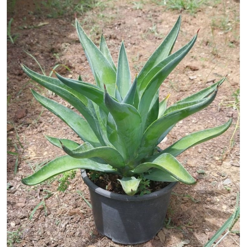 Agave อากาเว่ ปากนกแก้วปากนกแก้วเขียวไม้แยกหน่อ