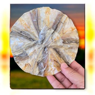 ปลาวง ปลาสร้อยขาววง ( 1 แพค 9 วง ) หมักปรุงรสอร่อย ตากแห้ง 1…