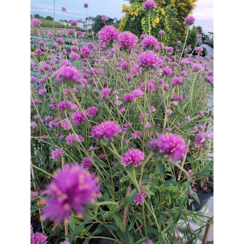 บานไม่รู้โรยญี่ปุ่น Gomphrena, Fireworks
