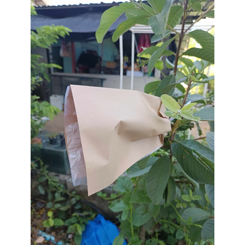 ถุงห่อฝรั่งห่อผลไม้ กระดาษน้ำตาลหนา ถุงด้านในเจาะรูเเล้ว 100 ใบ ห่อเเล้วมัดได้เลย สะดวก กันฝน กัน UV