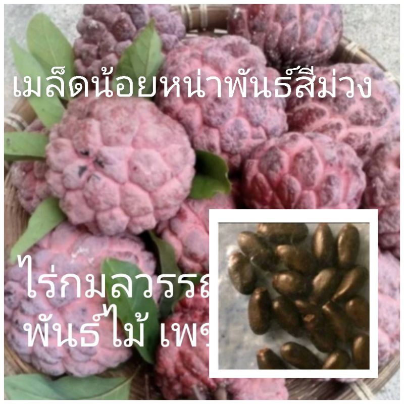 เมล็ดพันธุ์น้อยหน่าสีม่วง(แถมทุกออเดอร์)