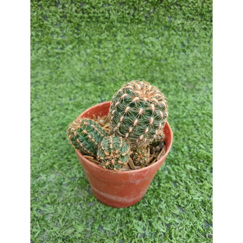 ยิมโนคาไลเซียม บรูชิอาย( หนามแดง )[ Gymnocalycium bruchii ] ไม้ในกระถาง1"ครึ่ง