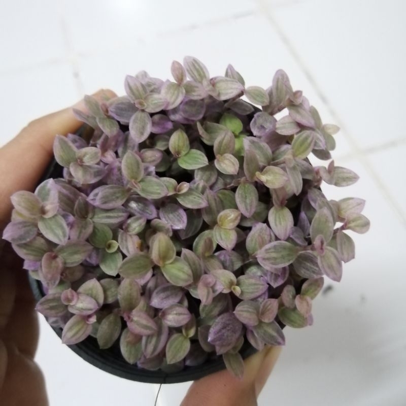 ริ้บบิ้นชาลีสีม่วง สีสวย จัดส่งพร้อมกระถาง 3 นิ้ว รูปที่ 5