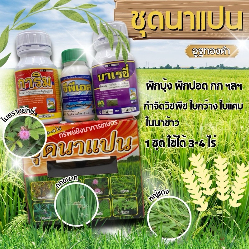 ชุดนาแปน ตราอูฐทองคำ สูตรเข้มข้น ยาฆ่าหญ้าในนาข้าว ฉีดพ่นทับข้าวได้ ทั้งใบแคบและใบกว้าง บิสไพริแบก + ไตรโคลเทอร์