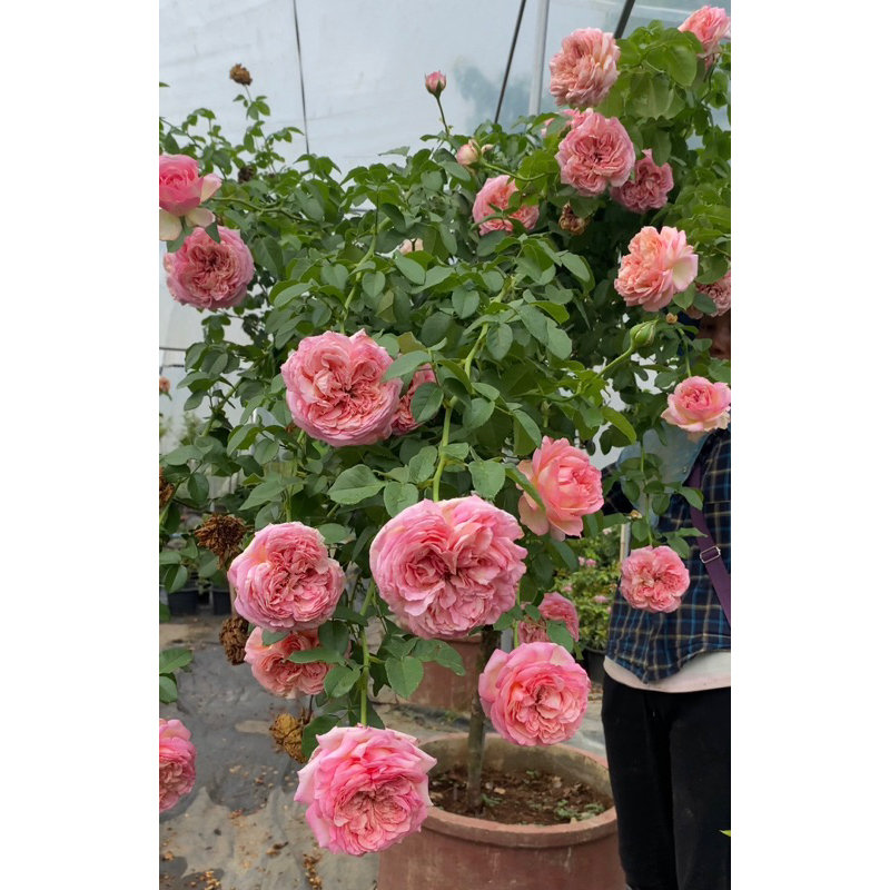 Aube rose🌹โอ๊ป อุเบะ กุหลาบพุ่มใหญ่ สูง ดอกหอม ทนแดด ทนฝน