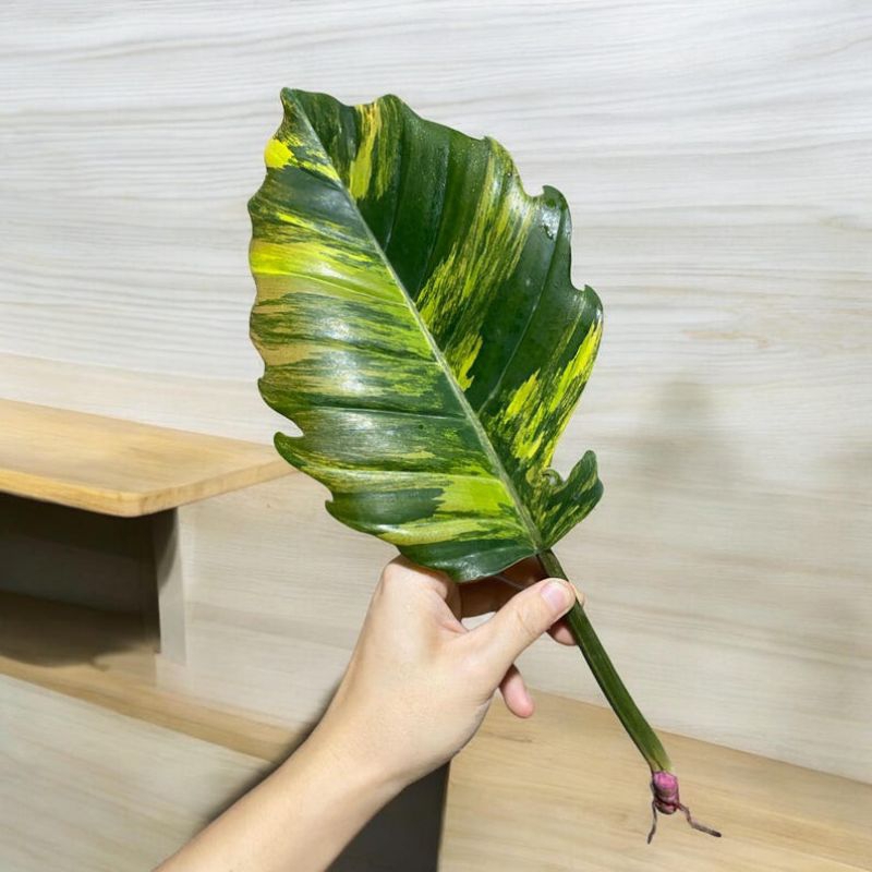 Philodendron Caramel Marble cuttingจำหน่ายแบบข้อตัดสดจากต้นแม่พันธุ์ด่างุ