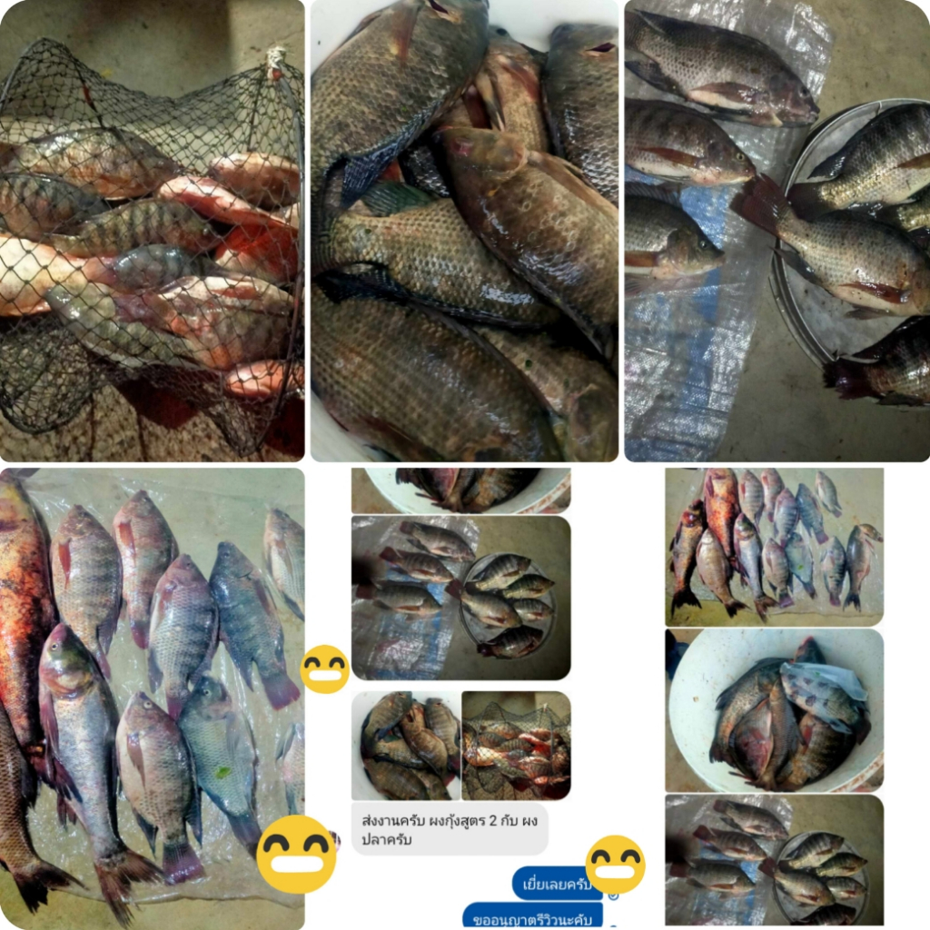 เหยื่อตกปลา ผงกุ้งติดเนื้อ สูตร1+(25g) ปลา ตกปลา เหยื่อ รูปที่ 5