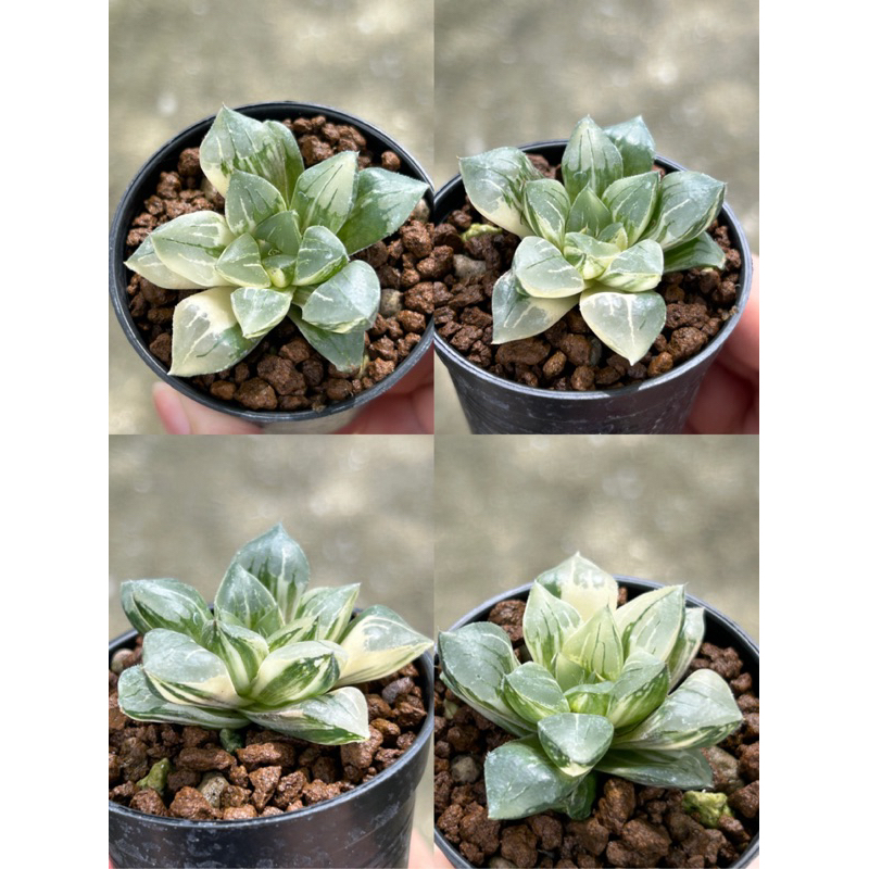 ไม้อวบน้ำ  Haworthia ‘Paradise flower’ ไม้สวยสมบูรณ์ ด่างสวยมาก ราคาดีงาม(ฮาโวเทีย, แคคตัส, ไม้อวบน้