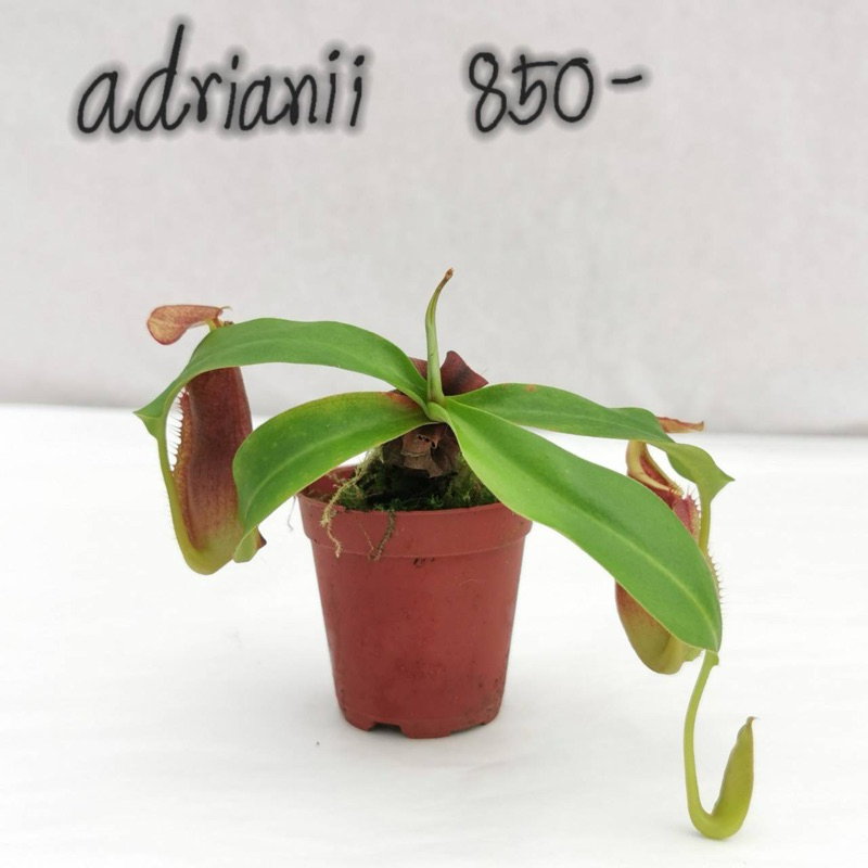 N. adrianii หม้อข้าวหม้อแกงลิง