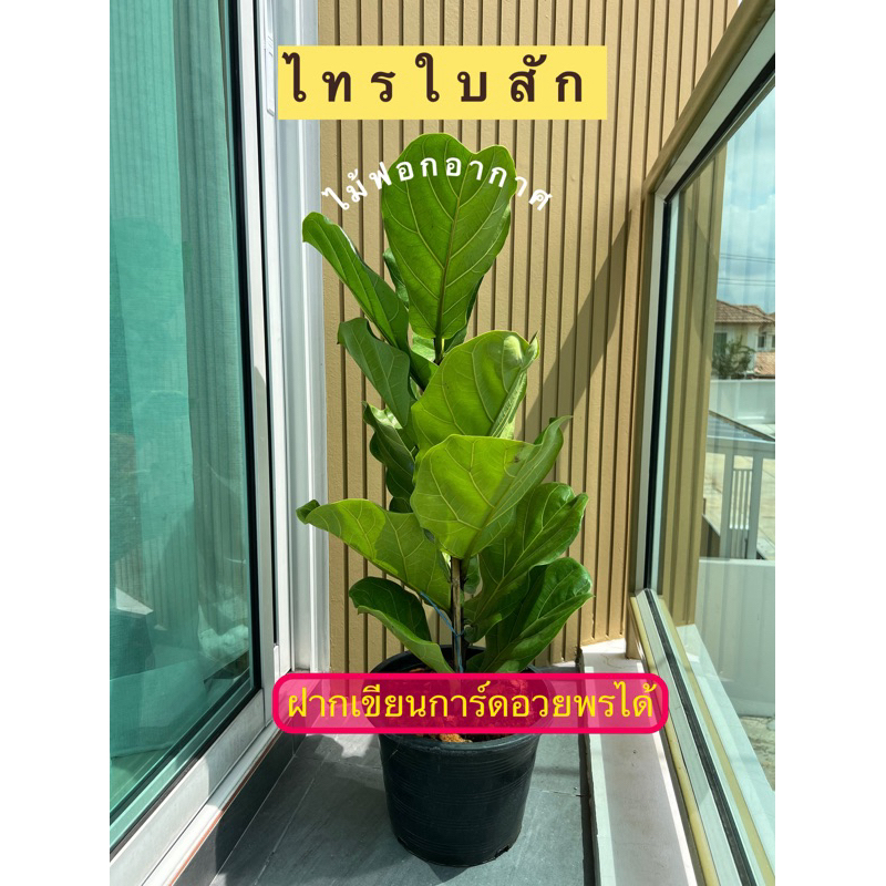 ไทรใบสัก ไม้ฟอกอากาศ ฟอร์มสวย ส่งต้นจริง กระถาง11นิ้ว/จัดส่งพร้อมกระถาง/กรุณาสั่งครั้งละ1-2ต้น
