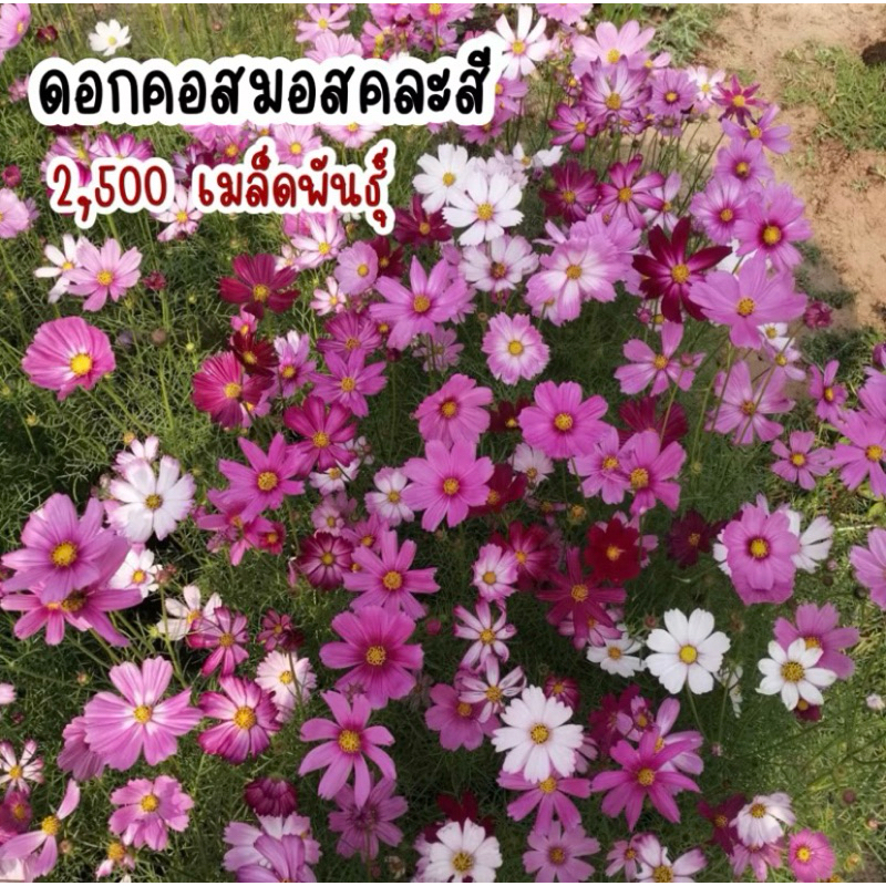 ดอกคอสมอสคละสี 159บาท 2,500เมล็ด