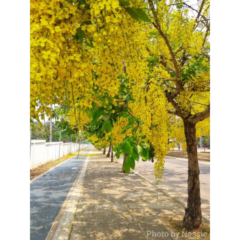 ต้นดอกคูณหรือราชพฤกษ์/ไซส์ใหญ่