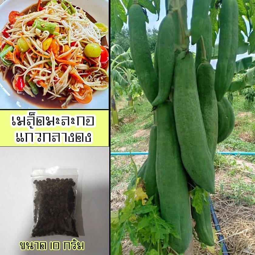เมล็ดมะละกอพันธุ์แก้วกลางดง 10 กรัม จำนวน 500 - 600 เมล็ด