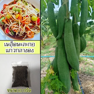 เมล็ดมะละกอพันธุ์แก้วกลางดง 10 กรัม จำนวน 500 - 600 เมล็ด