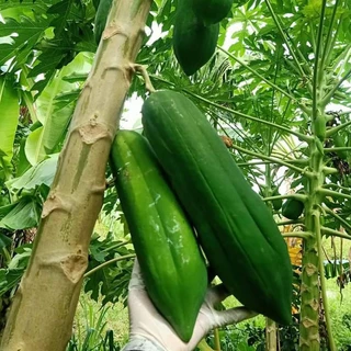 เมล็ดมะละกอพันธุ์แขกนวลดำเนิน 10 กรัม จำนวน 500 - 600 เมล็ด