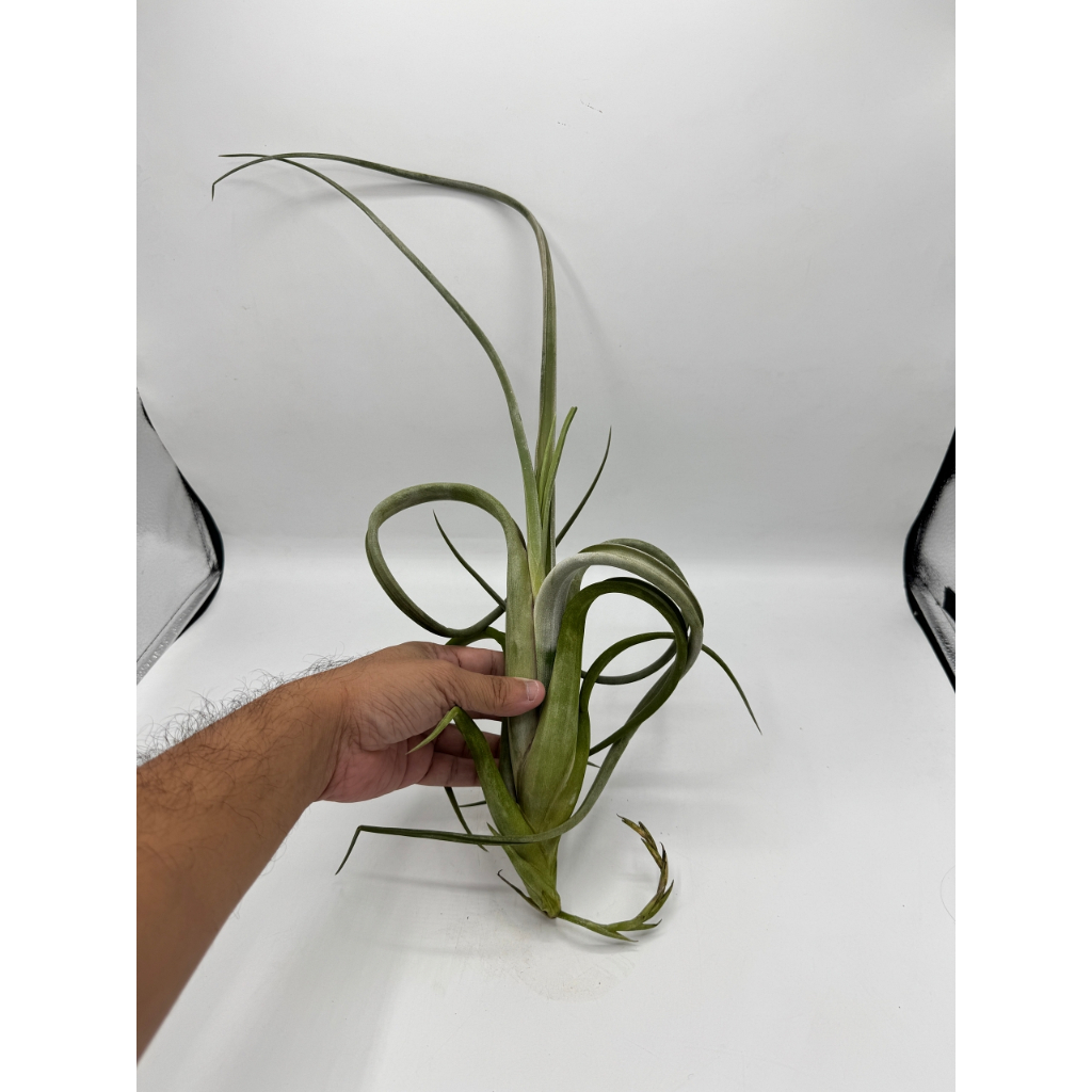 มุมมอง 4