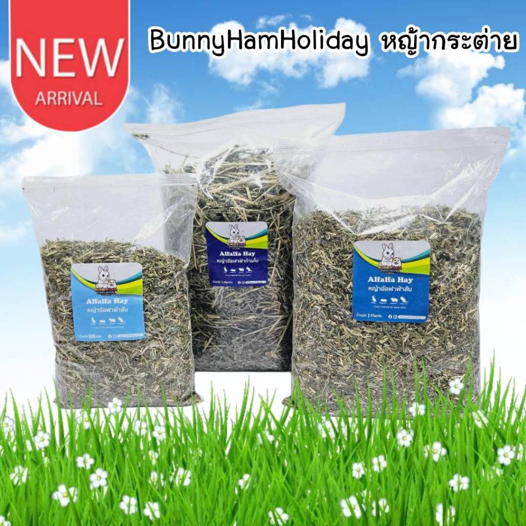 CatHoliday บันนี่แฮมฮอลิเดย์ BunnyHamHoliday หญ้ากระต่าย อัลฟาฟ่าสับ ทิโมธี แพงโกล่า