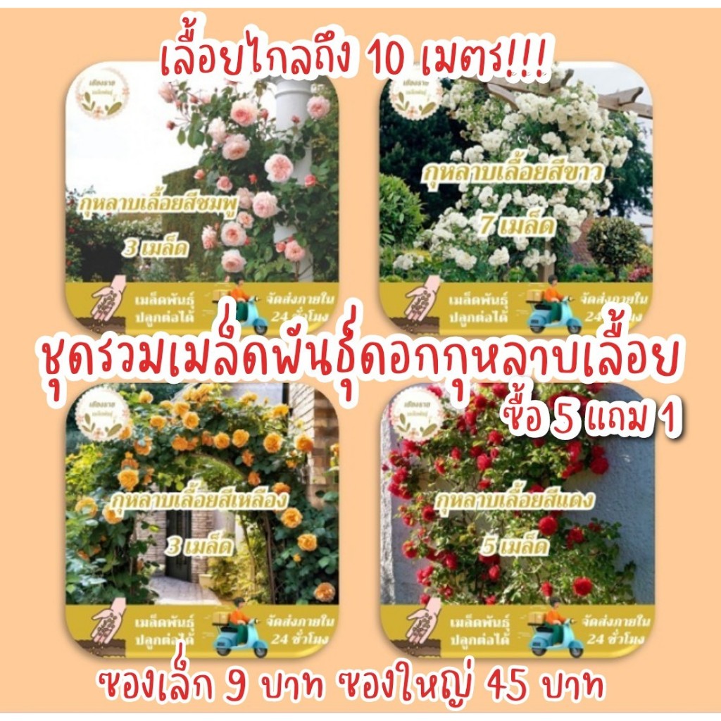 ชุดรวมเมล็ดพันธุ์ ดอกกุหลาบเลื้อย เมล็ดพันธุ์แท้ นำเข้าจากต่างประเทศ สายพันธุ์แท้OP นำเมล็ดรุ่นต่อไปปลูกต่อได้