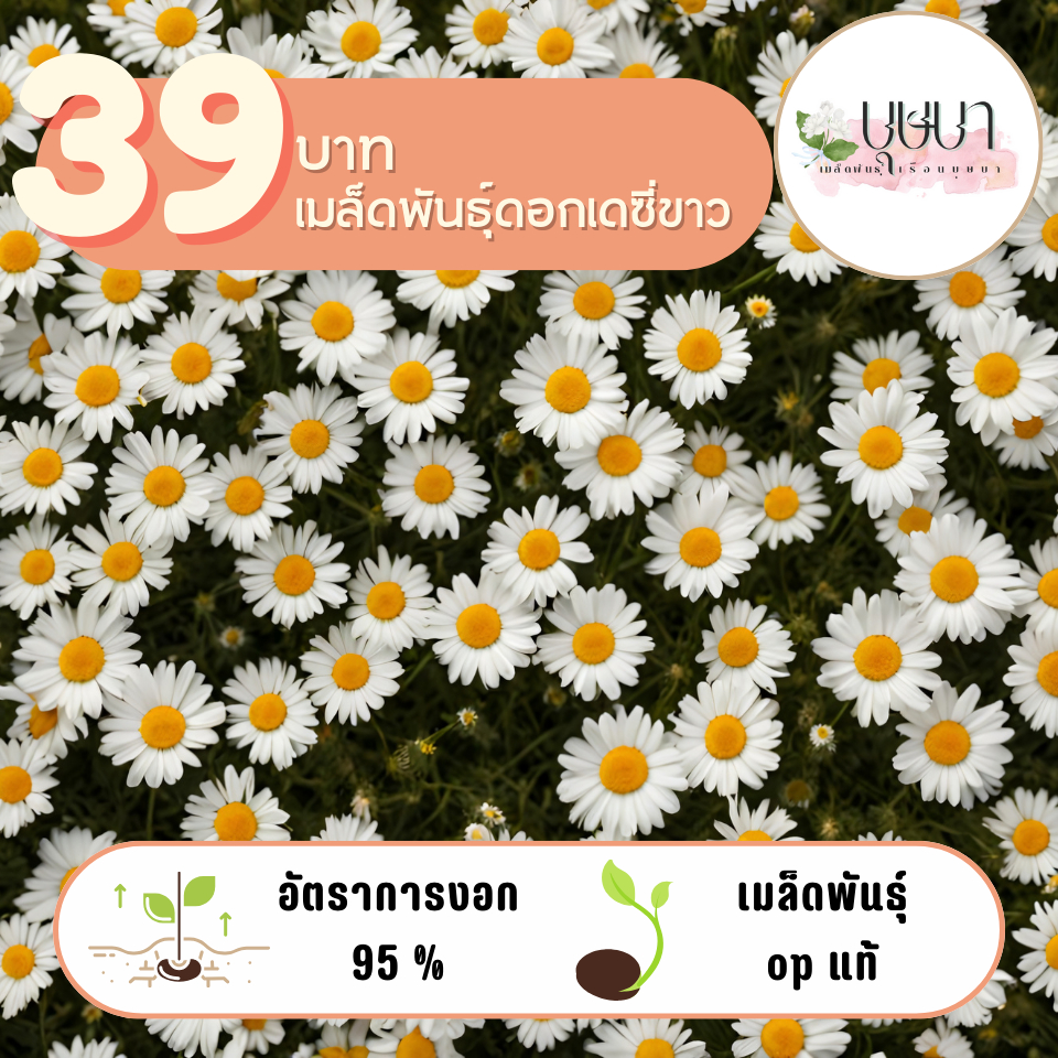 เดซี่คละสี ขาวม่วง 39บาท 500เมล็ด