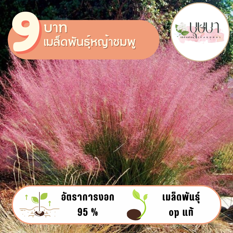 ถูกสุด หญ้าชมพู 9บาท 200เมล็ด
