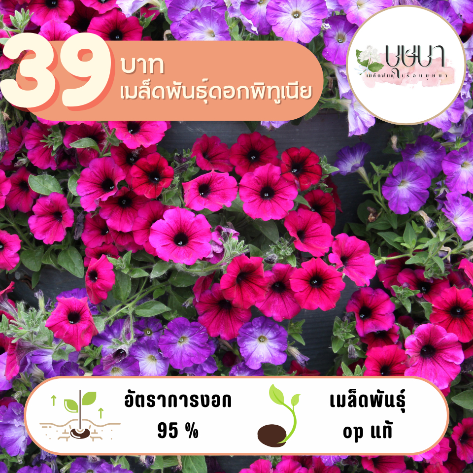 ดอกพิทูเนีย 39บาท 1,000เมล็ด