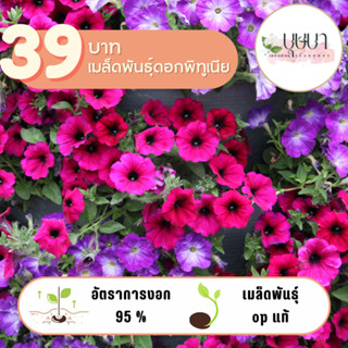 ดอกพิทูเนีย 39บาท 1,000เมล็ด