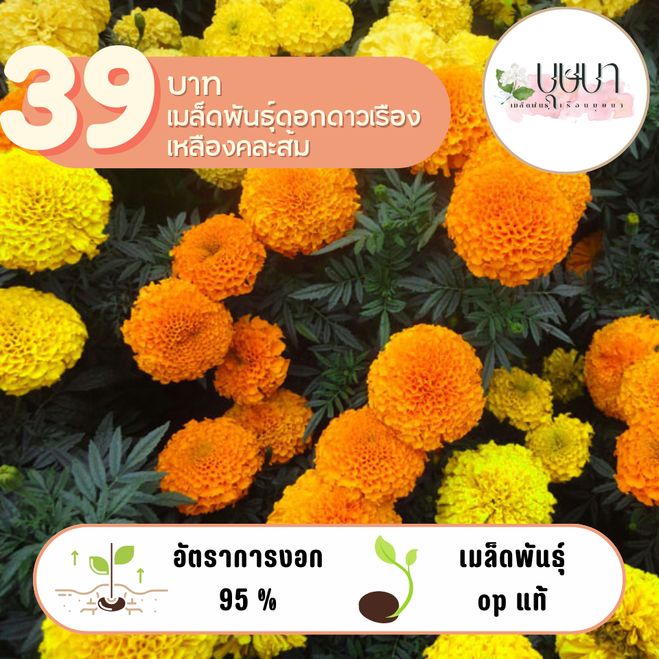 ดาวเรืองเหลืองคละส้ม 39บาท 300เมล็ด