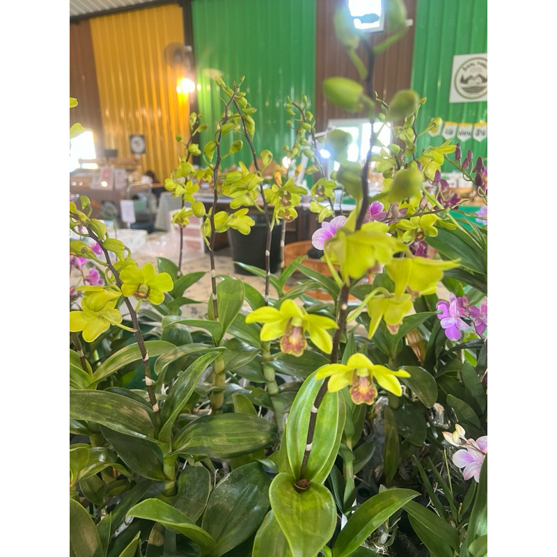 กล้วยไม้ Orcid หลากสี