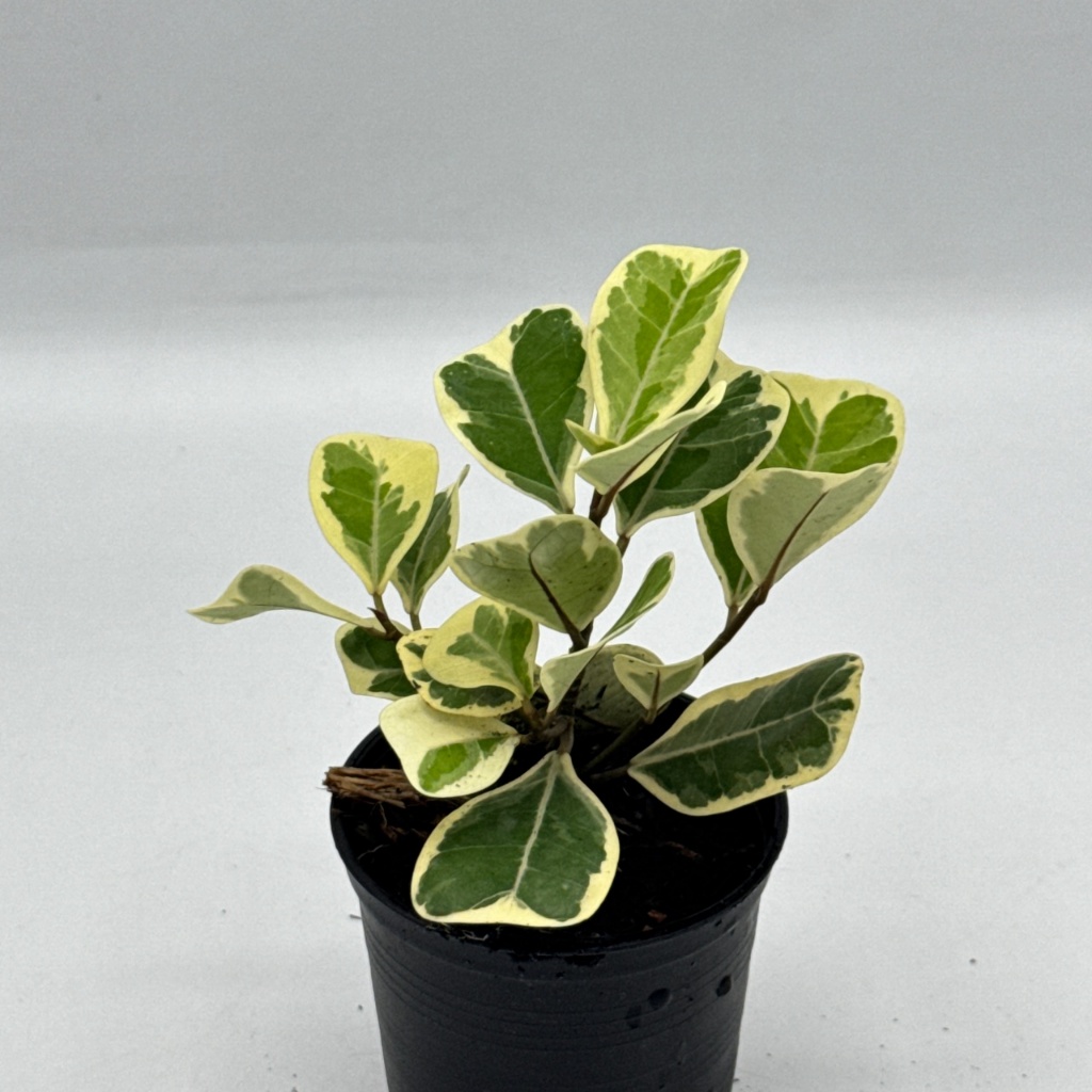 มุมมอง 4