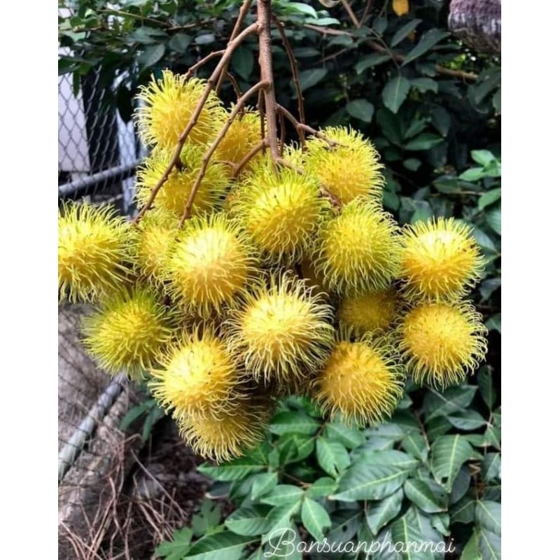 ต้นเงาะน้ำตาลกรวด ต้นติดตา1_1.2เมตร - รูปที่ 3