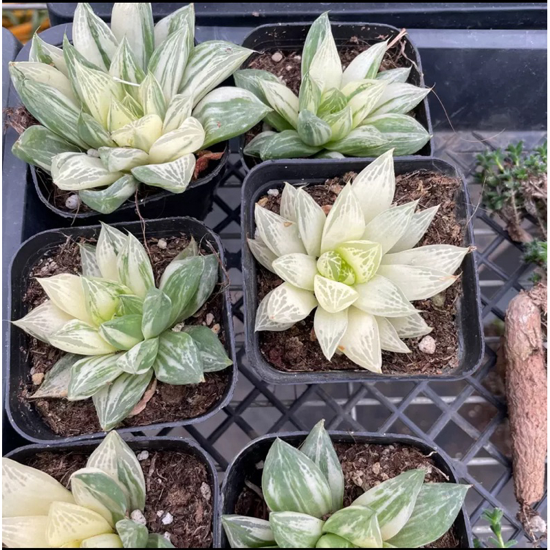 พรีออเดอร์ ฮาโวเทีย Haworthia hybrid variegated 'Syoukin' จัดส่งแบบล้างราก
