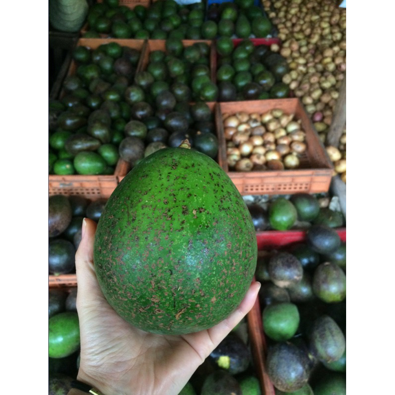 อโวคาโด้ บัคคาเนีย 034 เเฮส ปีเตอรืสัน อโวคาโดสดใหม่ 1 กิโลกรัม เสียเครมได้ สวย สด คัดเกรดคุณภาพ