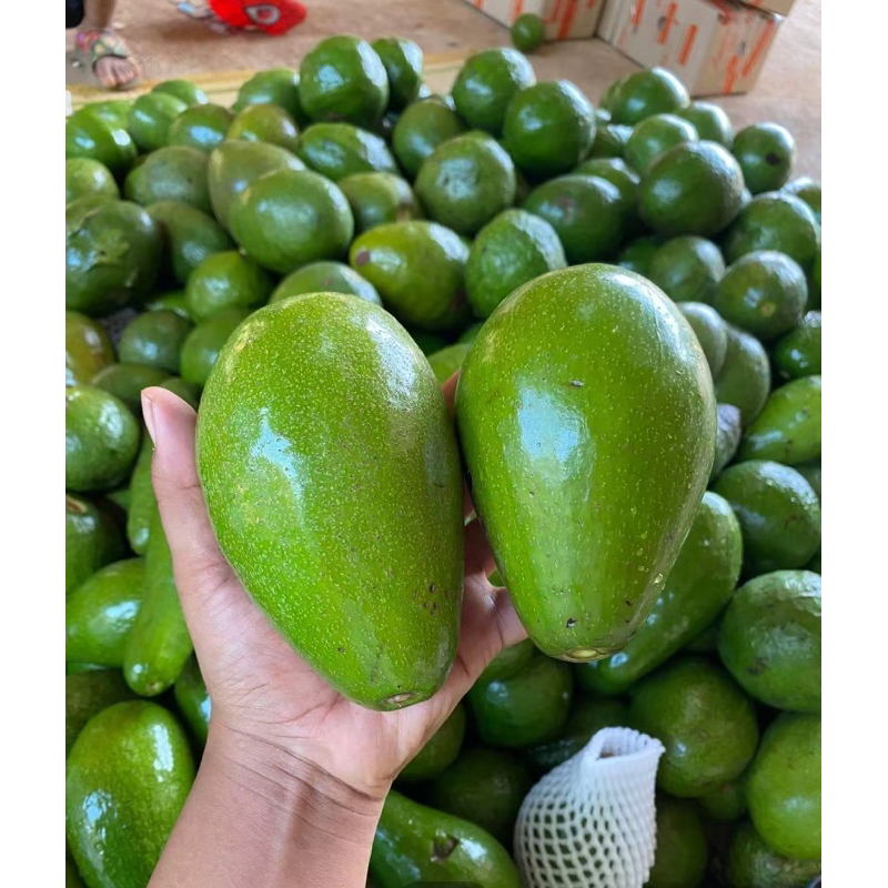 อโวคาโด้ พื้นเมือง พิงเคอร์ตัน(คละพันธุ์ตามฤดูกาล) อโวคาโดสดใหม่ 1 กิโลกรัม สวย สด คัดเกรดคุณภาพ