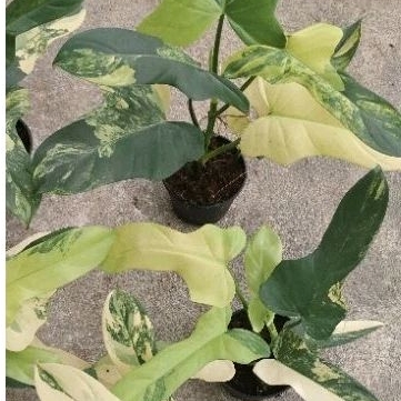 philodendron violin variegated ไวโอลีนด่าง