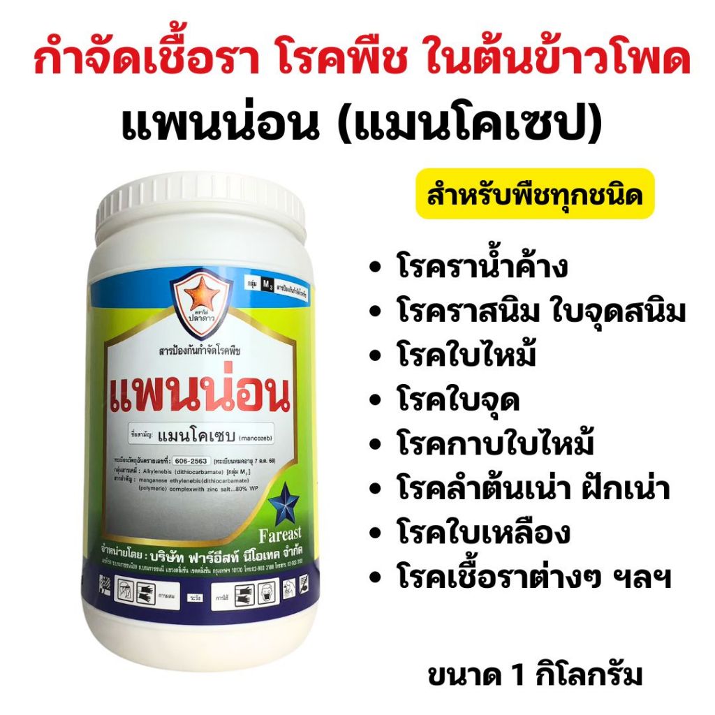โรคราน้ำค้าง ใบจุด ใบไหม้ ในข้าวโพด โรคพืชที่มีสาเหตุจากเชื้อรา กำจัดด้วยแพนน่อน ใช้ได้กับพืชทุกชนิด