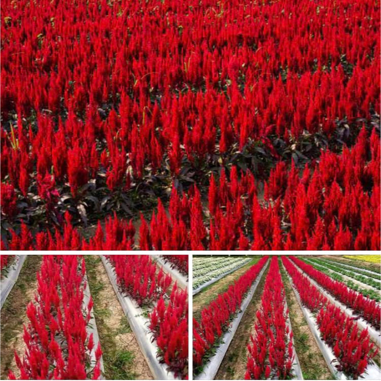 เมล็ดดอกสร้อยไก่ ทรงสูง (เซนจูรี่) สีแดง1000เมล็ด